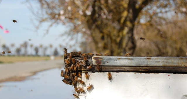 bees pollinating almonds