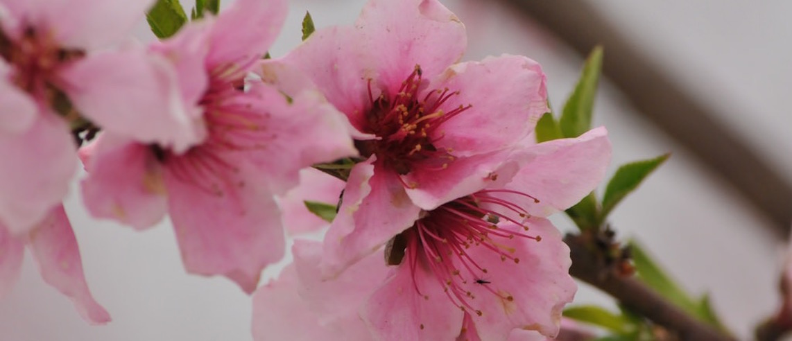 almond blossom