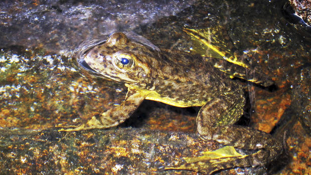 yellow-legged frog