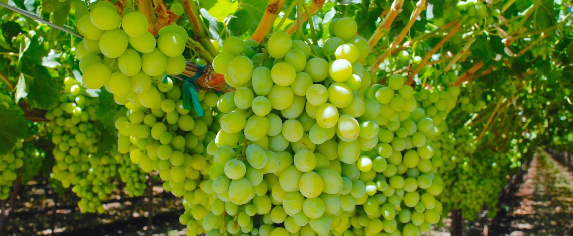 grapes