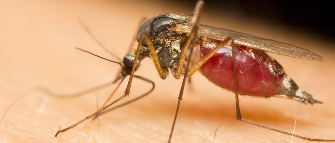 mosquito