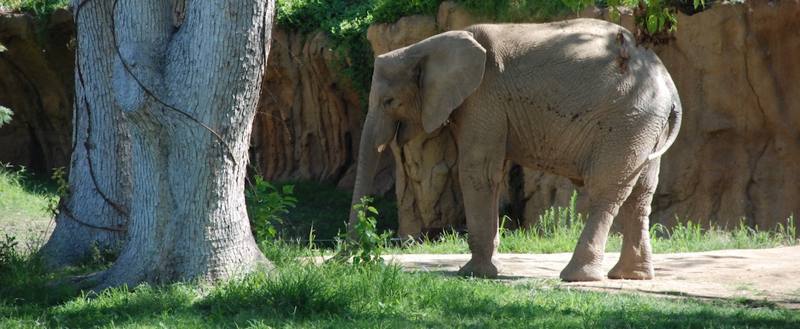 zoo elephant