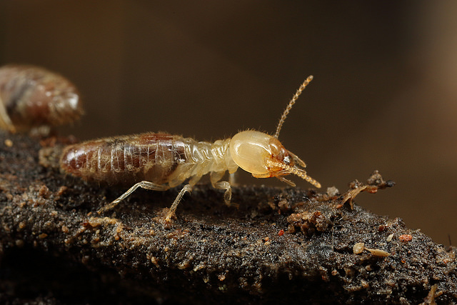 Terminix lists Fresno among most termite-infested cities - The Business ...