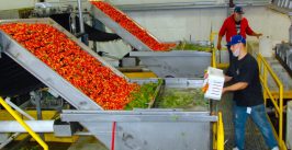 cherry processing