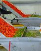 cherry processing