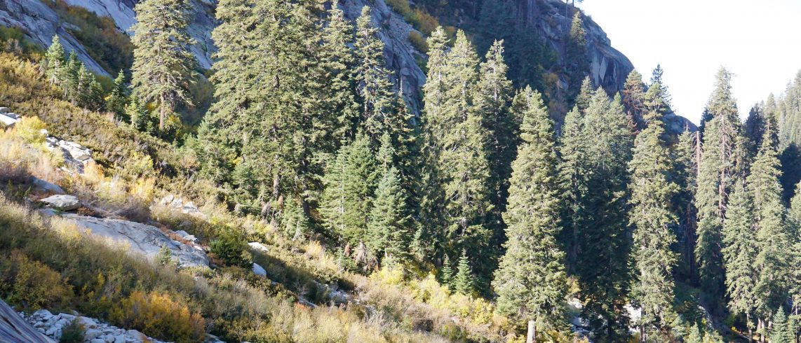 trees on mountain