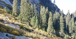trees on mountain