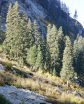 trees on mountain