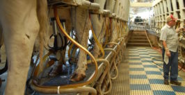 milking barn