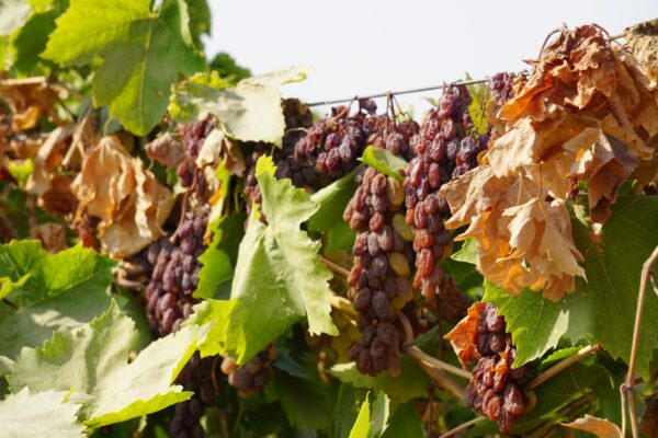 raisins