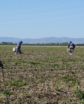 asparagus-harvest