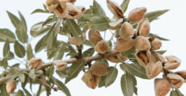 almonds