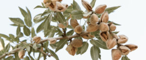 almonds