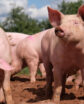 pigs