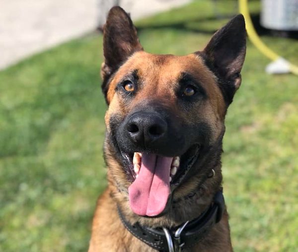 K9 Nick