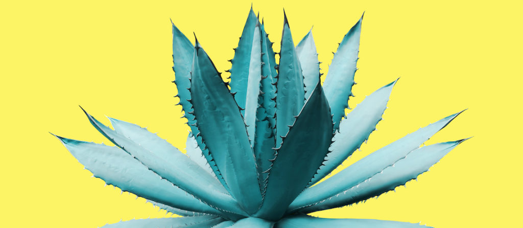 agave stock