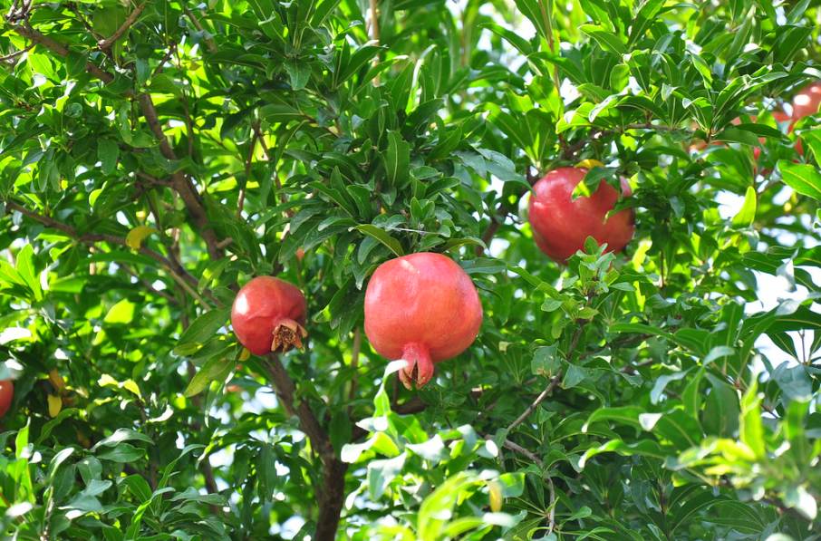 Pomegranate Festival returns to Madera The Business Journal