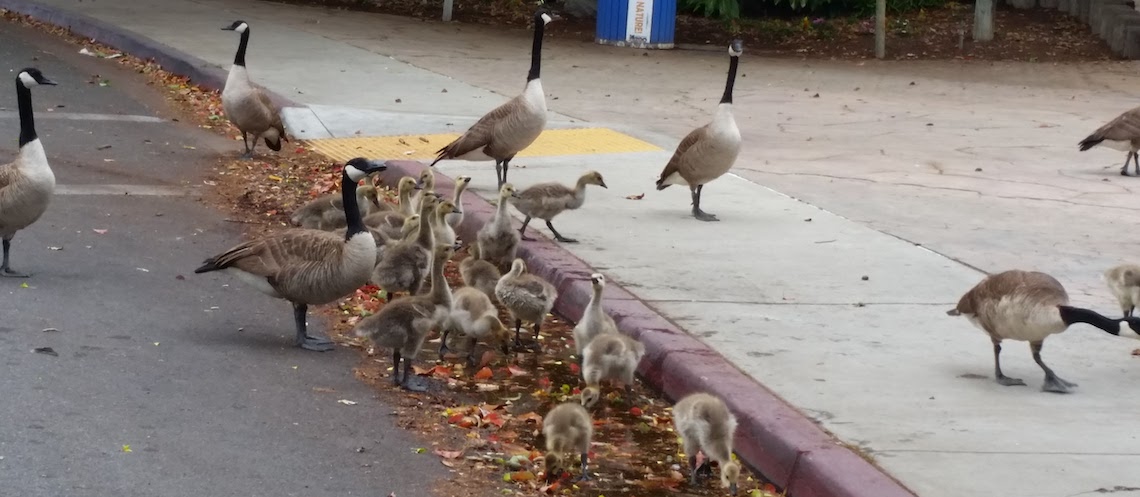 roeding geese