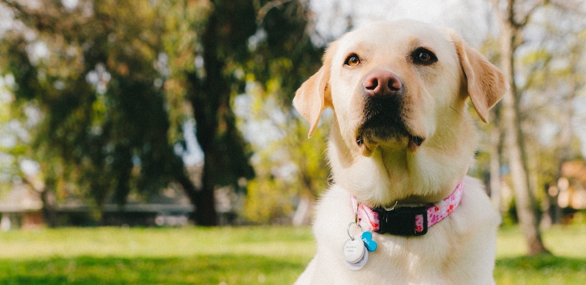 Labrador retriever