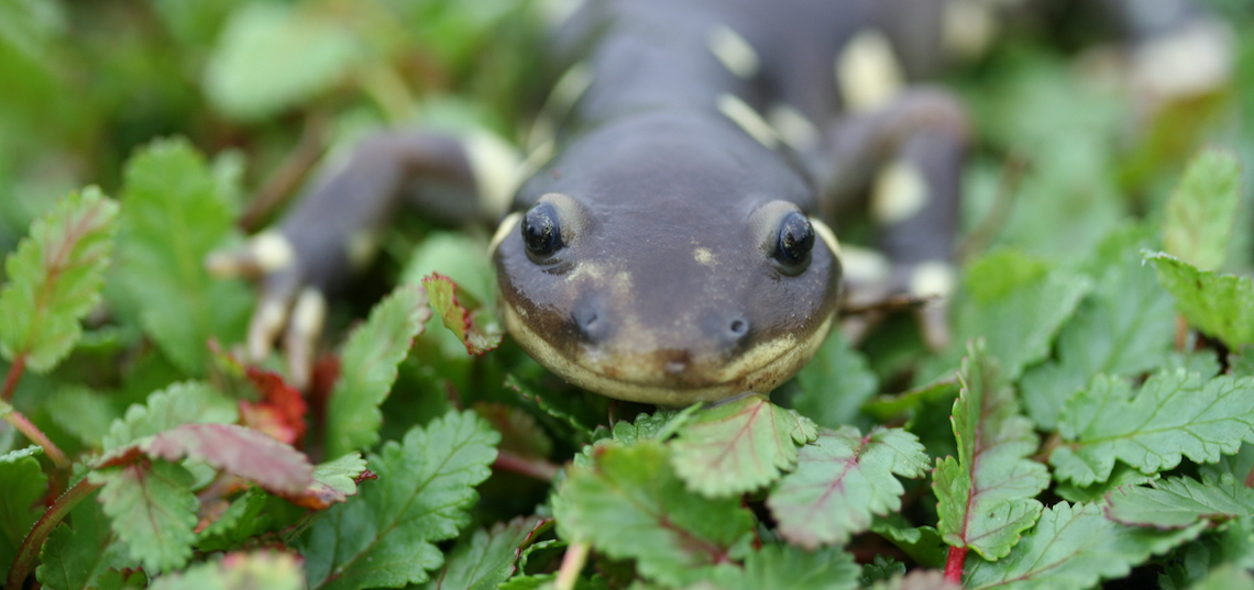 california tiger salamander