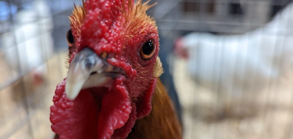 chicken