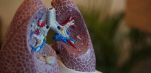 lungs