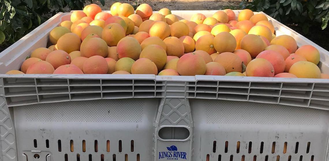 bin full of citrus