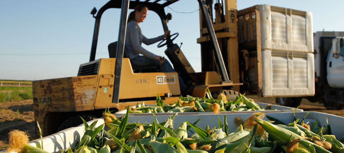 Fresno State sweet corn season to begin (sans inflation) The Business