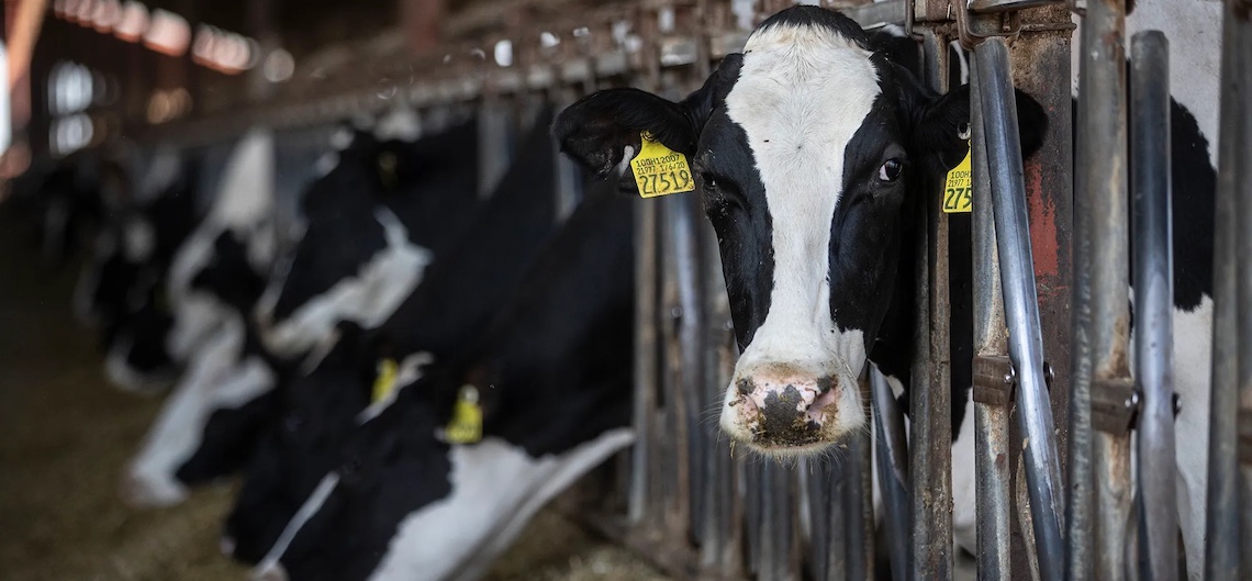 cow