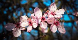 almonds