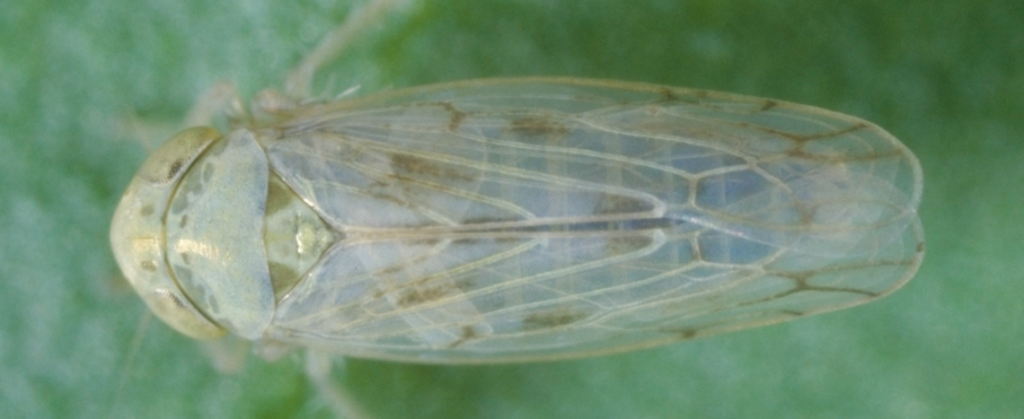 beet leafhopper