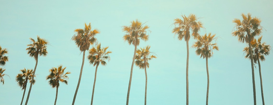 palm trees