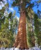 giant sequoia tree