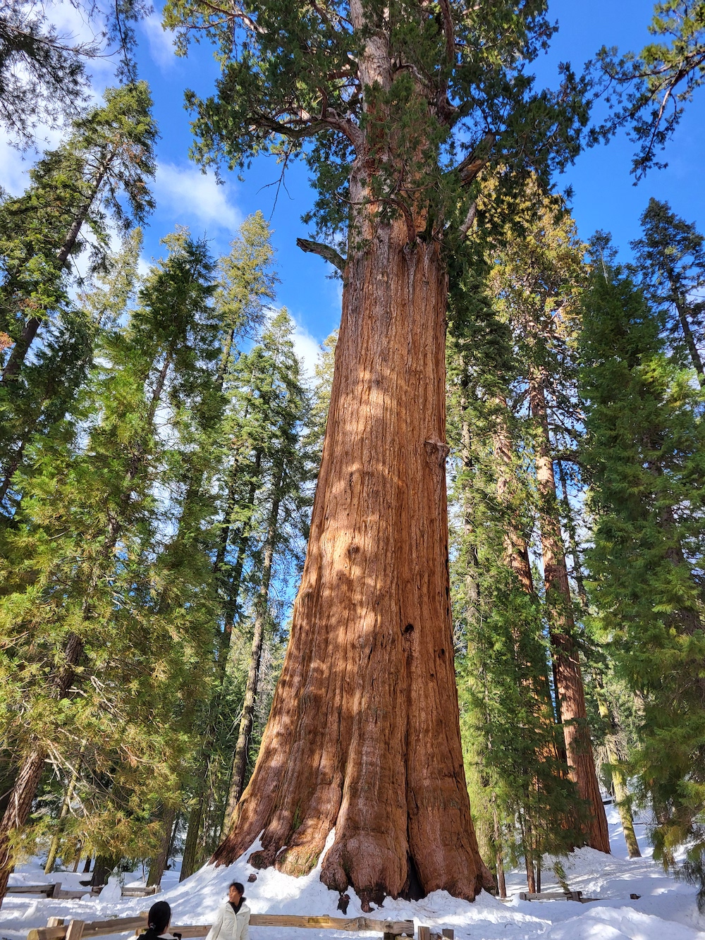 giant sequoia tree