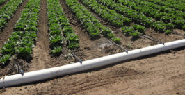 irrigation