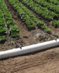 irrigation