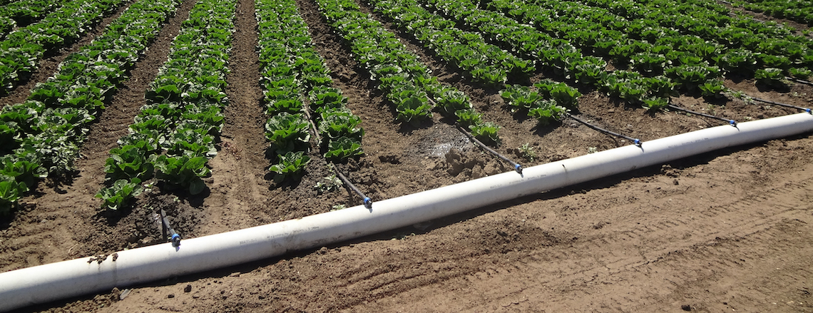 irrigation