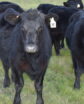 cattle standing in a field looking at the viewer