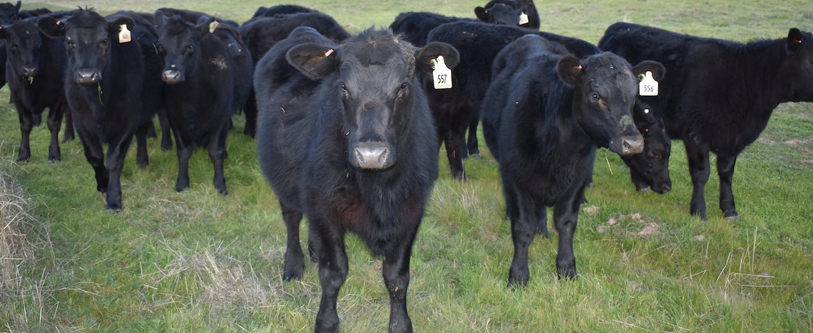 cattle standing in a field looking at the viewer