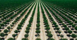 crops