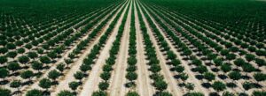 crops