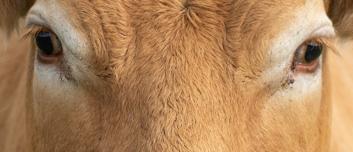 cattle eyes