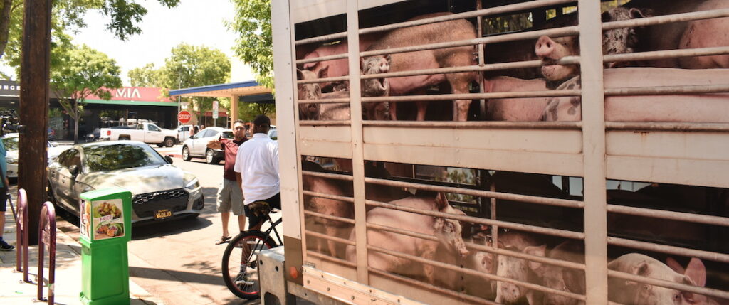 simulated pig truck