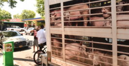 simulated pig truck