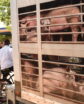 simulated pig truck