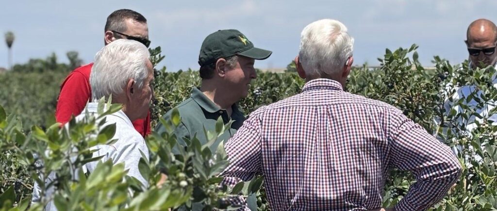 men standing in blueberry field