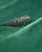 bug on a leaf