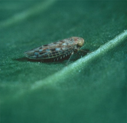 bug on a leaf