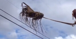 floating palm frond