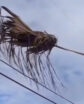 floating palm frond